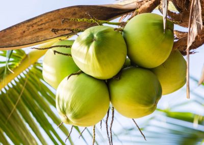 Coconuts Tree