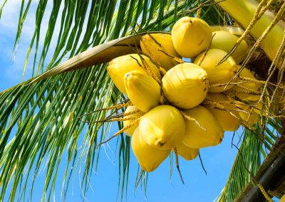 Baby Coconuts